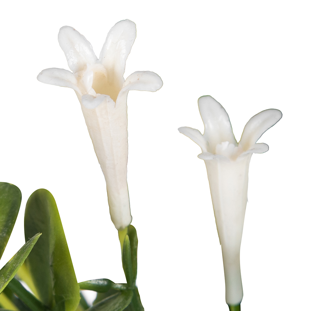 Pyrostegia Venusta Potted Plant (H25cm) - Image 2