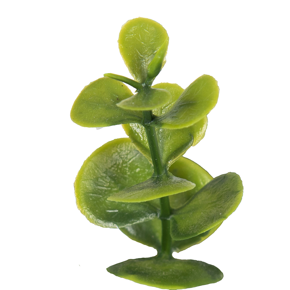 Pyrostegia Venusta Potted Plant (H25cm) - Image 3