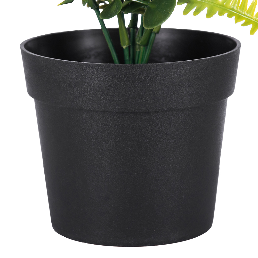 Pyrostegia Venusta Potted Plant (H25cm) - Image 6