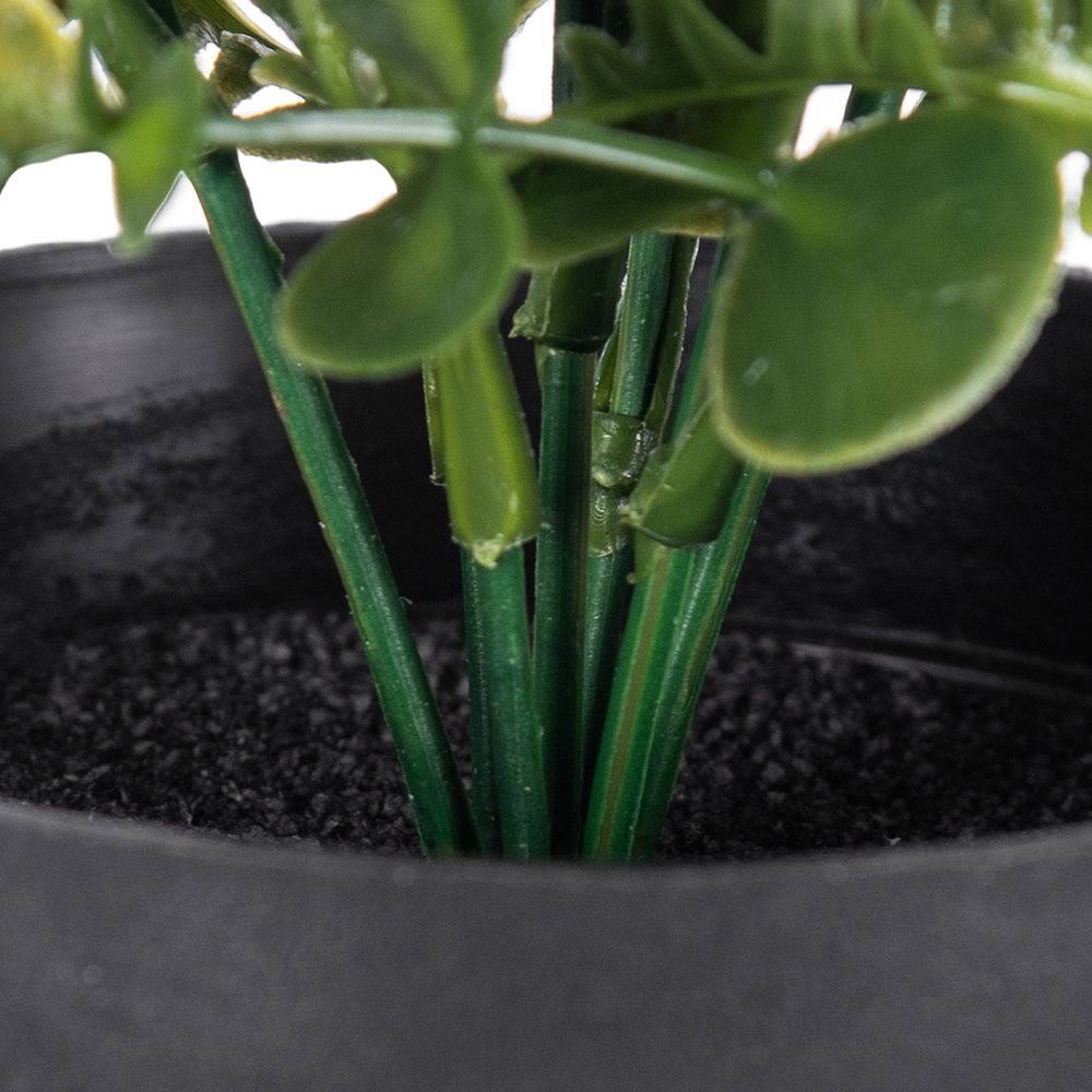 Pyrostegia Venusta Potted Plant (H25cm) - Image 7