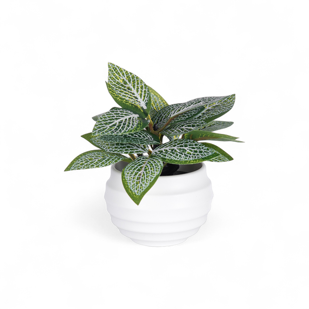 Fittonia Plant (H9cm)