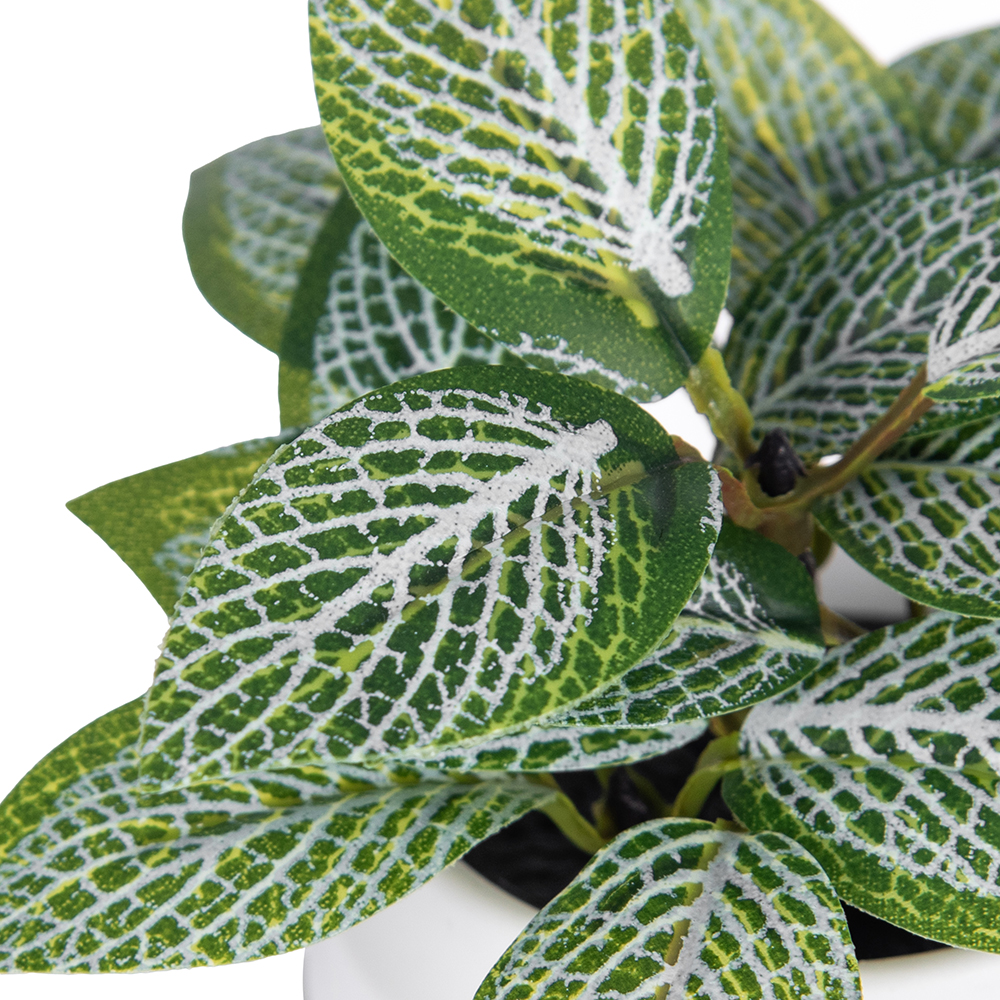 Fittonia Plant (H9cm) - Image 2