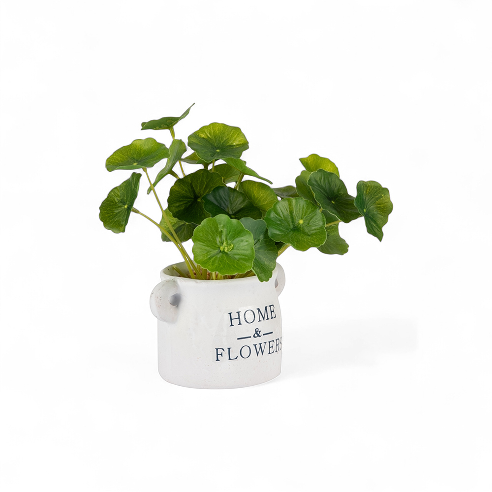 Potted Asiatic Pennywort (H16cm)