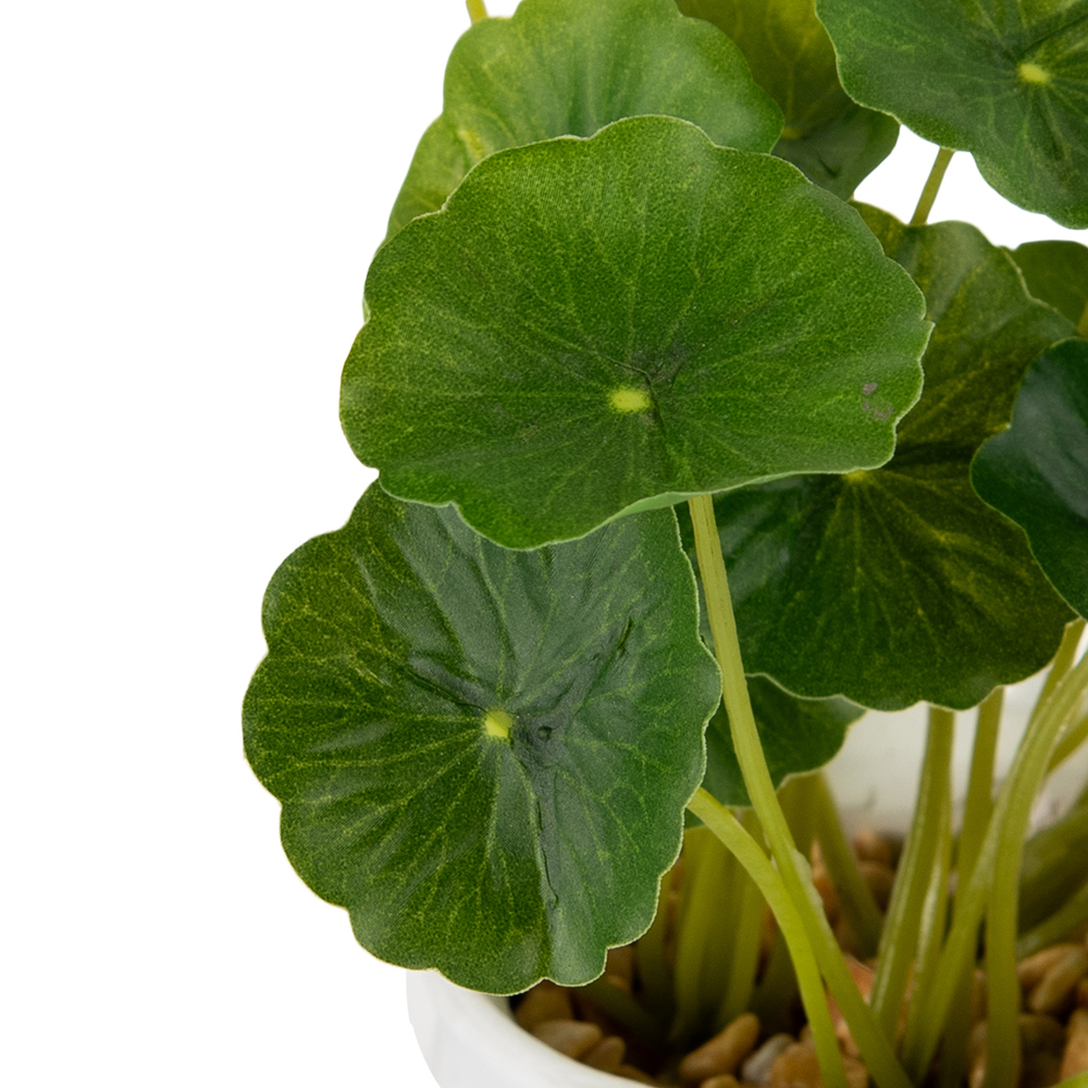 Potted Asiatic Pennywort (H16cm) - Image 4