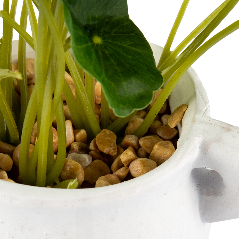 Potted Asiatic Pennywort (H16cm) - Image 5