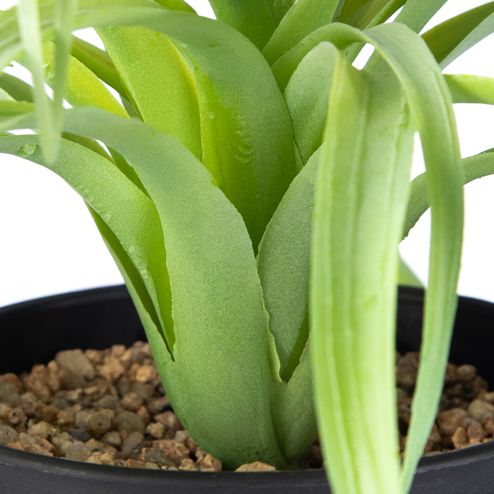 Spider Potted Plant (H28cm) - Image 3