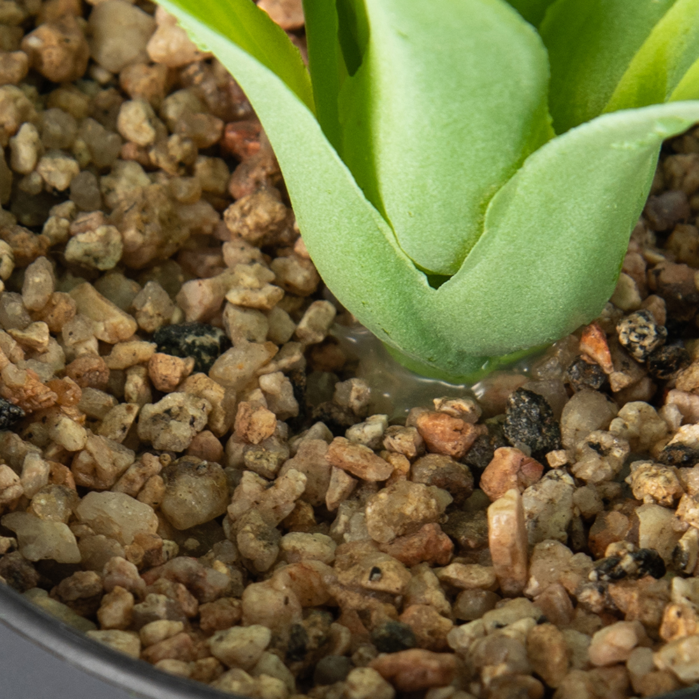 Spider Potted Plant (H28cm) - Image 4