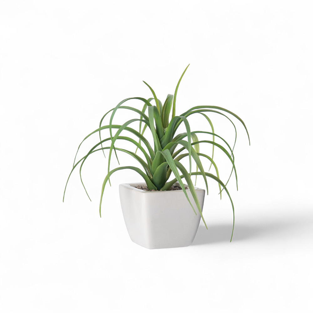 Spider Potted Plant (H21cm)