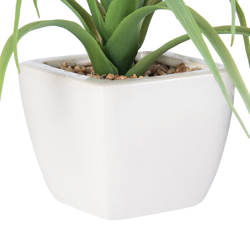 Spider Potted Plant (H21cm) - Image 6