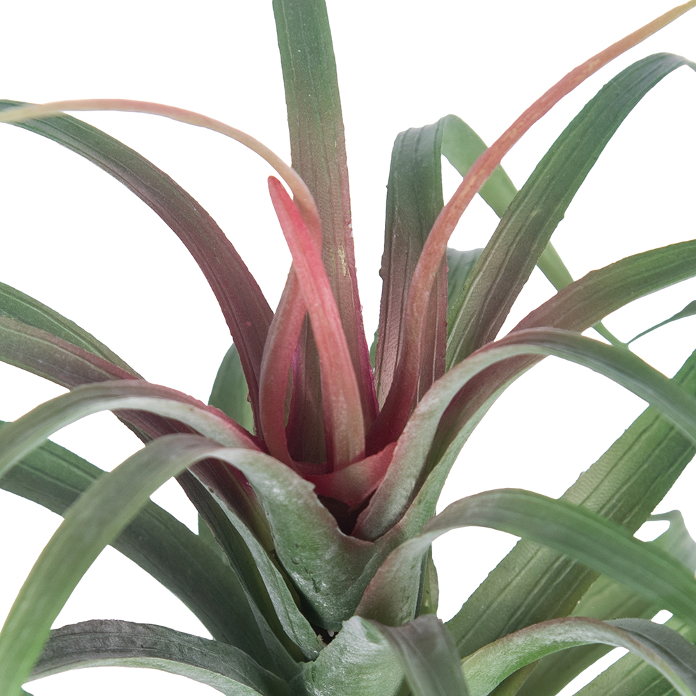 Spider Potted Plant (H21cm) - Image 3
