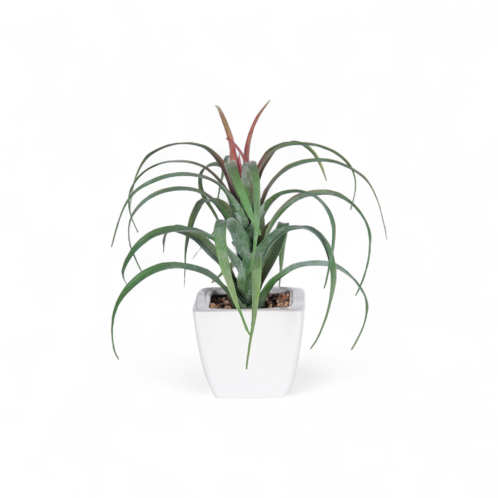Spider Potted Plant (H21cm) - Image 2