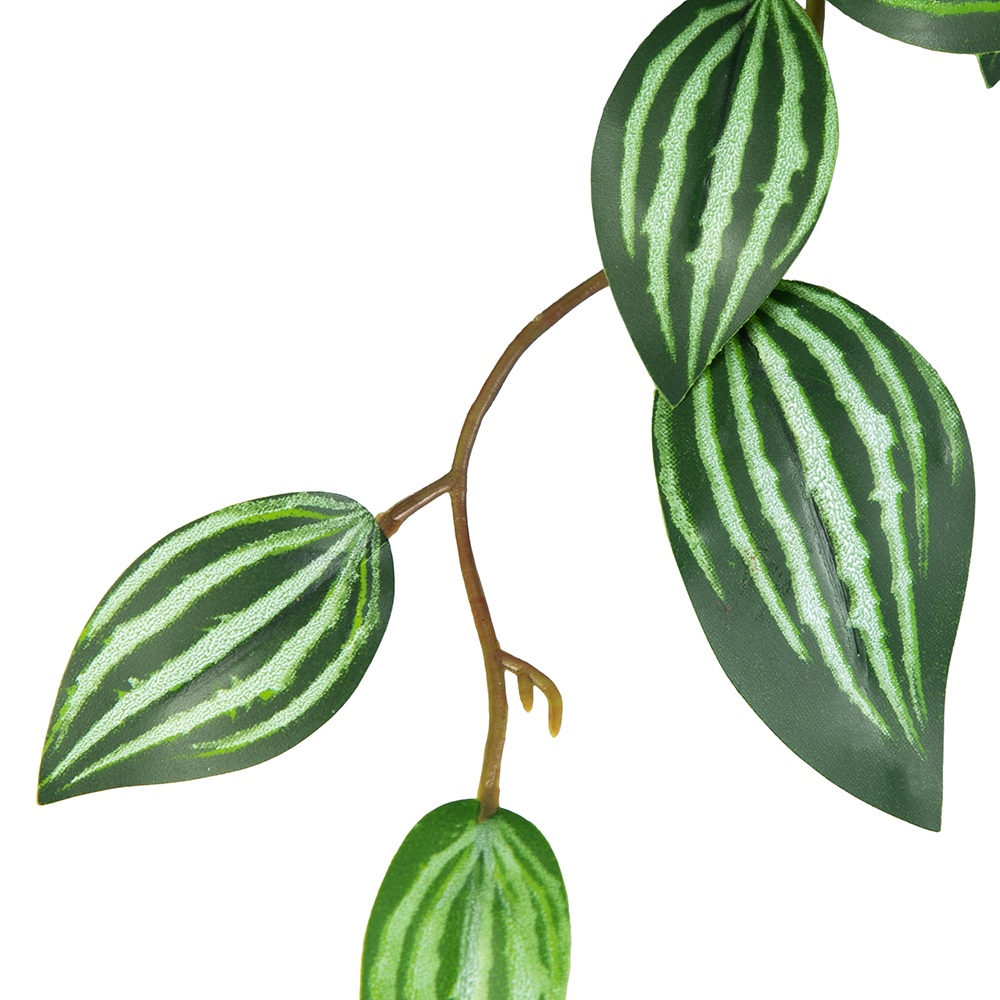 Potted Photos Plant (H16cm) - Image 3