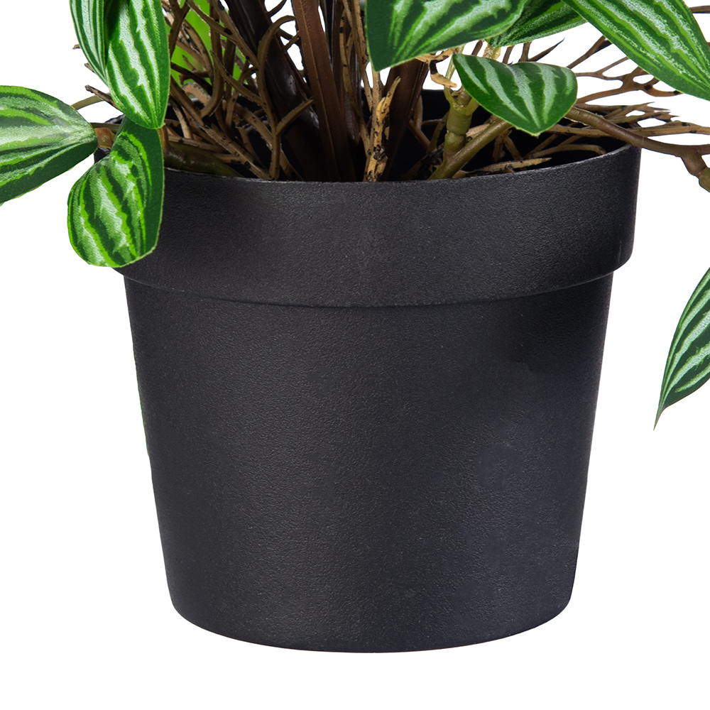 Potted Photos Plant (H16cm) - Image 5