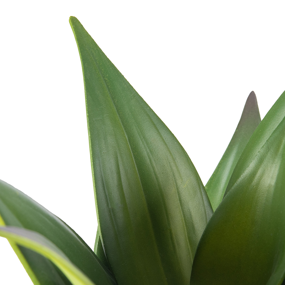 Potted Aloe Vera (H24.5cm) - Image 2