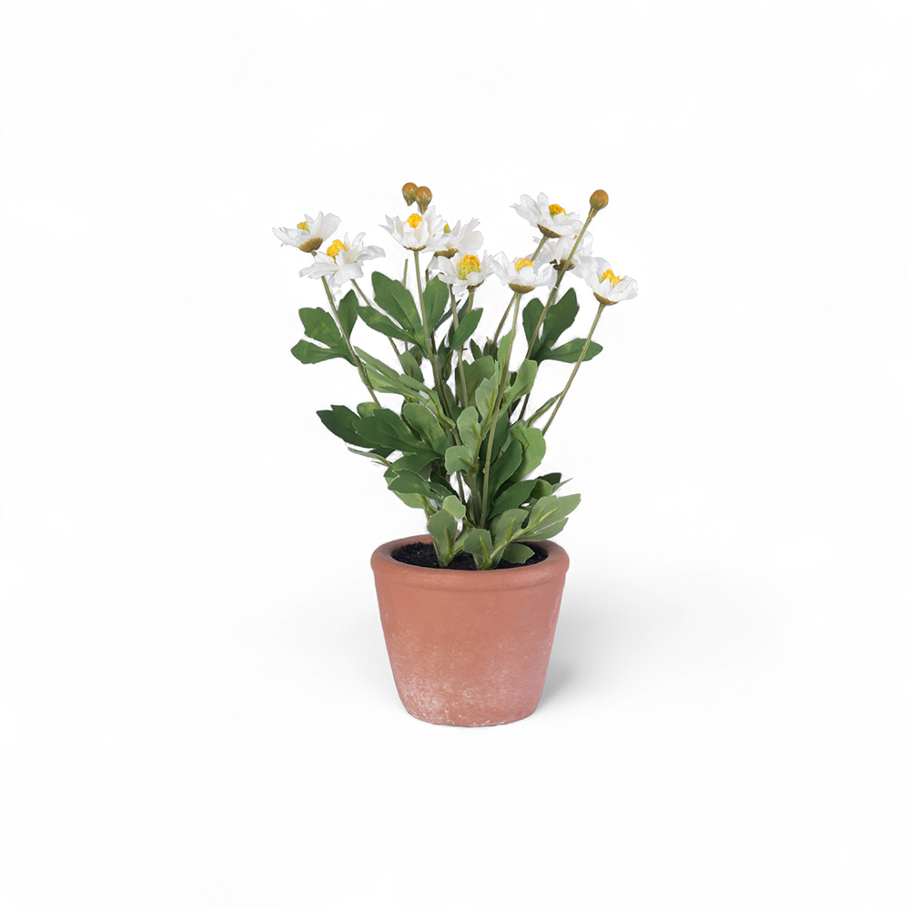 Potted Pyrethrum (H34cm) - Image 8
