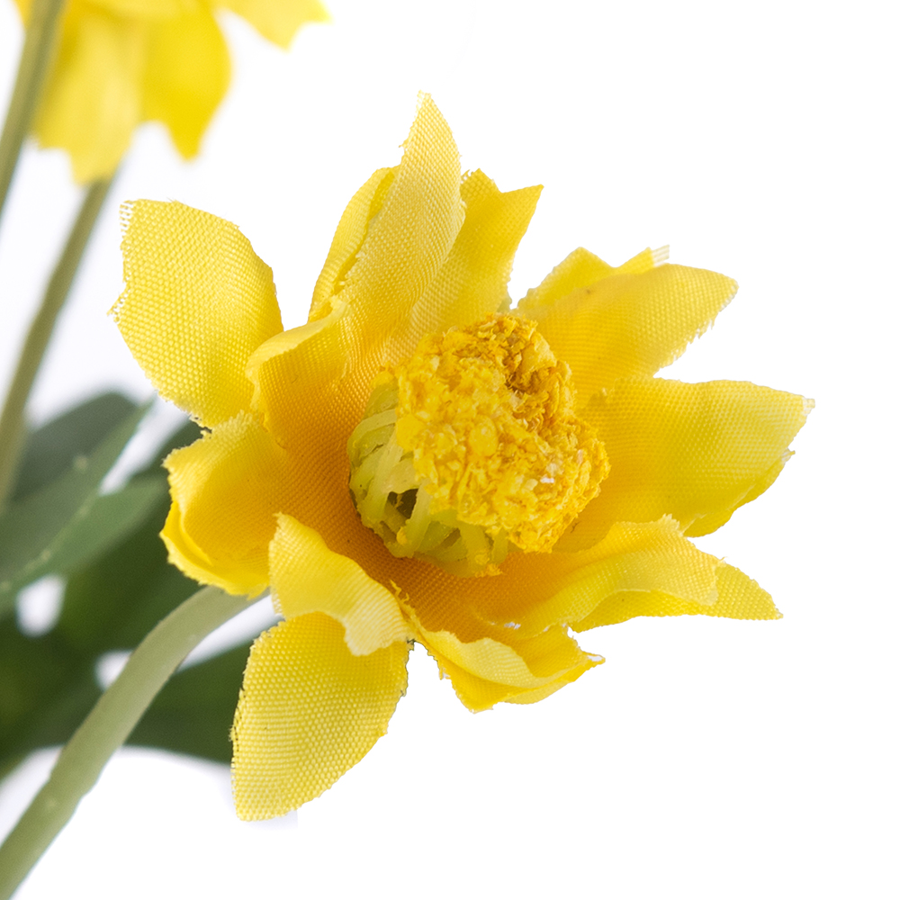 Potted Pyrethrum (H34cm) - Image 3