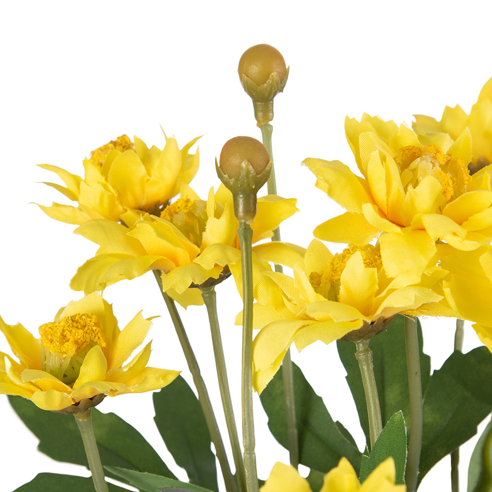 Potted Pyrethrum (H34cm) - Image 2