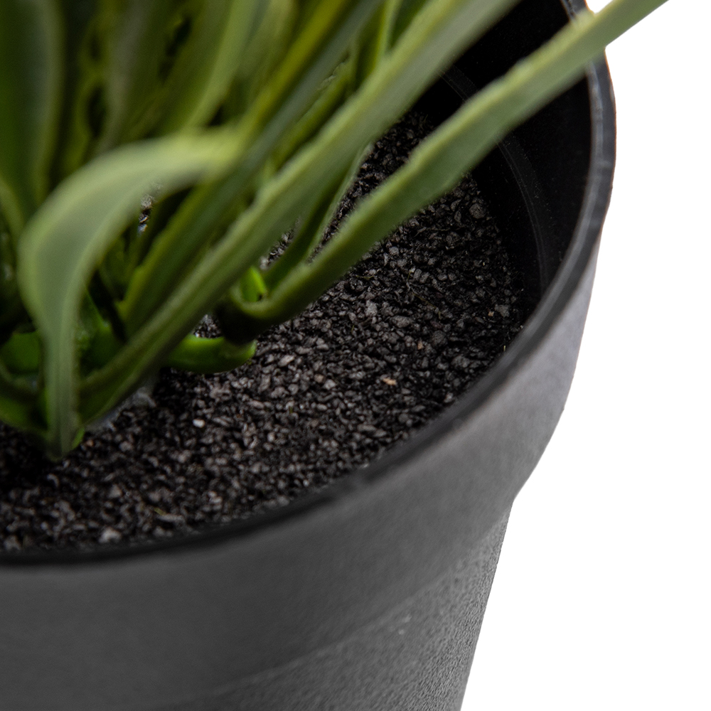 Potted Periwinkle (H29cm) - Image 5