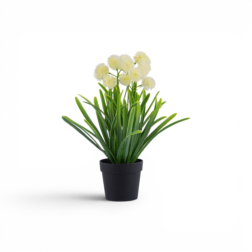 Potted Globe Amaranth (H31cm) - Image 6