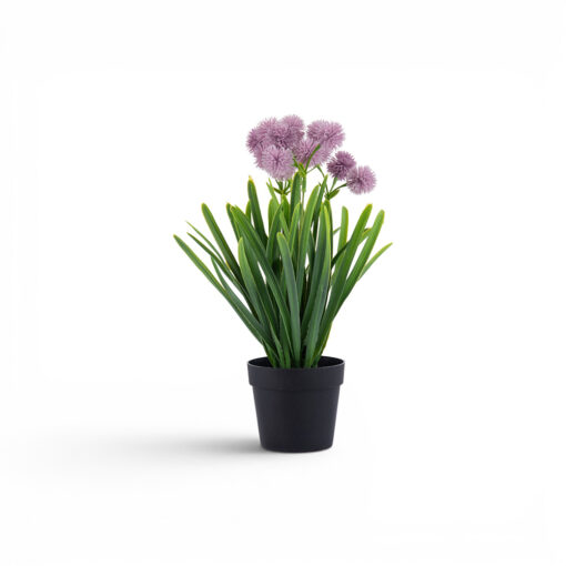 Potted Globe Amaranth (H31cm)