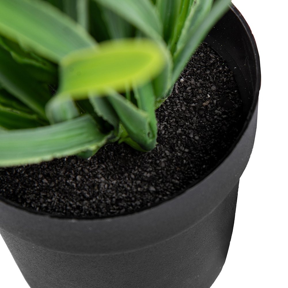 Potted Globe Amaranth (H31cm) - Image 4