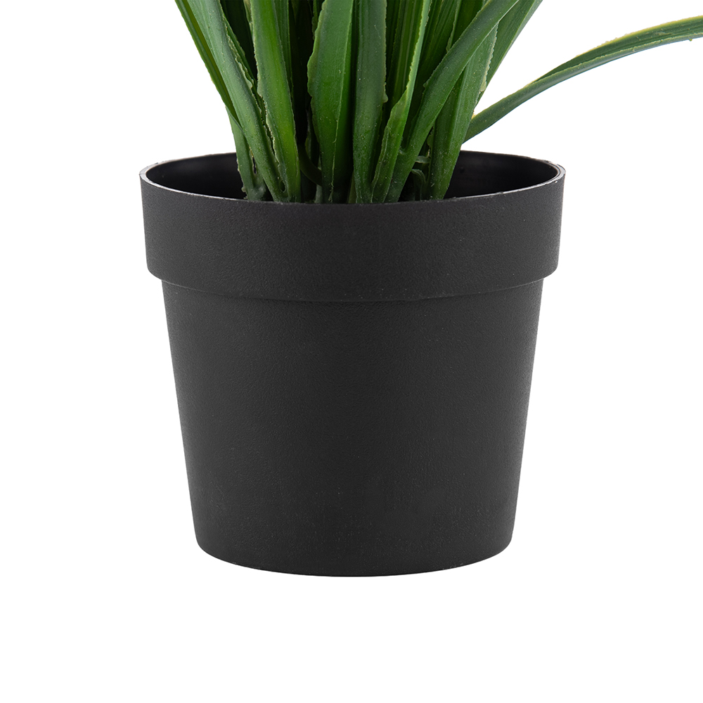 Potted Globe Amaranth (H31cm) - Image 5