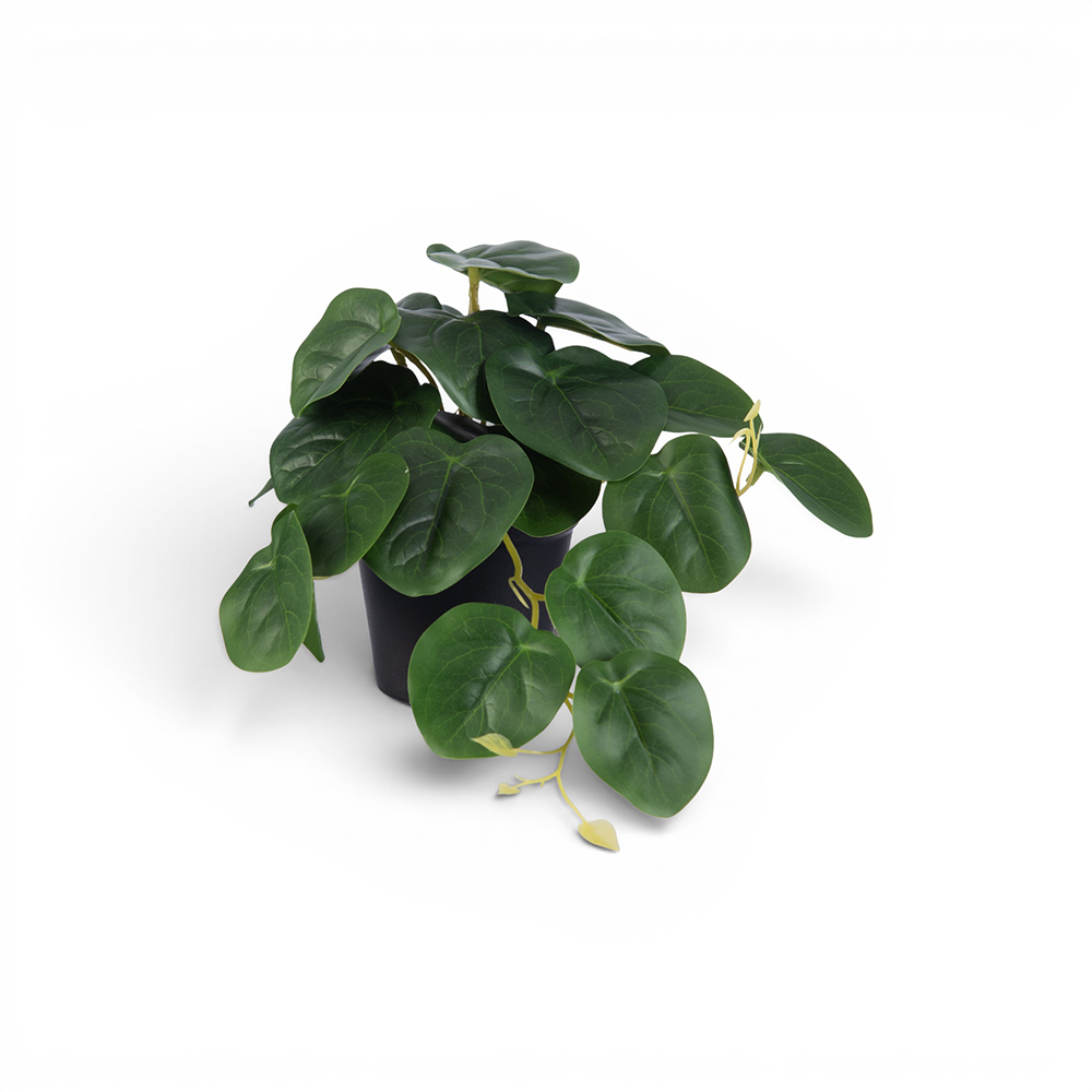 Potted Golden Pothos (H23cm)