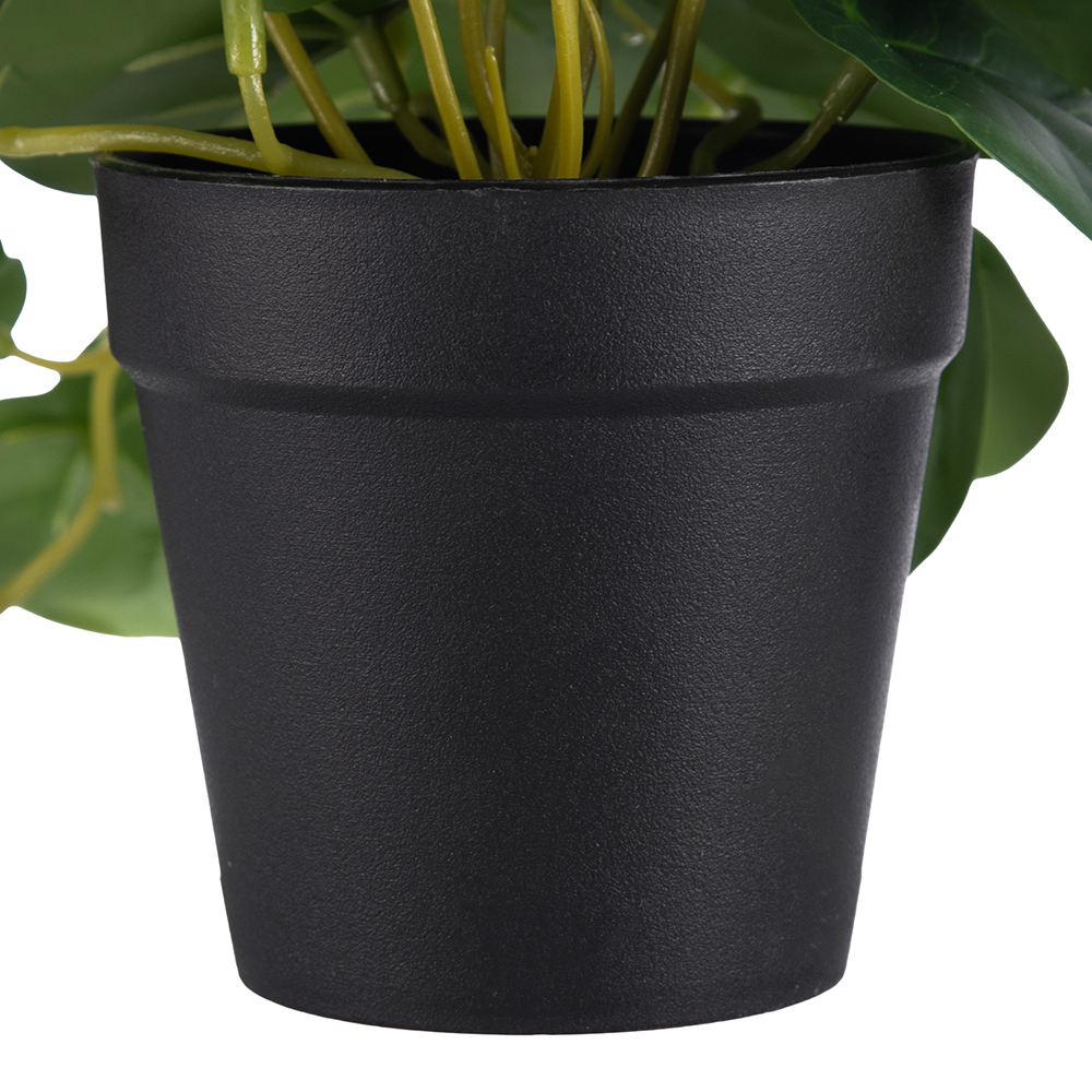 Potted Golden Pothos (H23cm) - Image 5