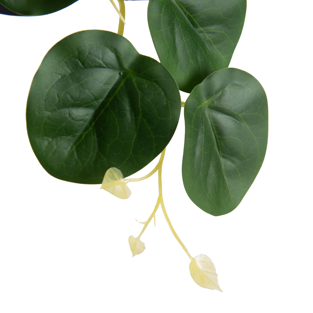 Potted Golden Pothos (H23cm) - Image 2