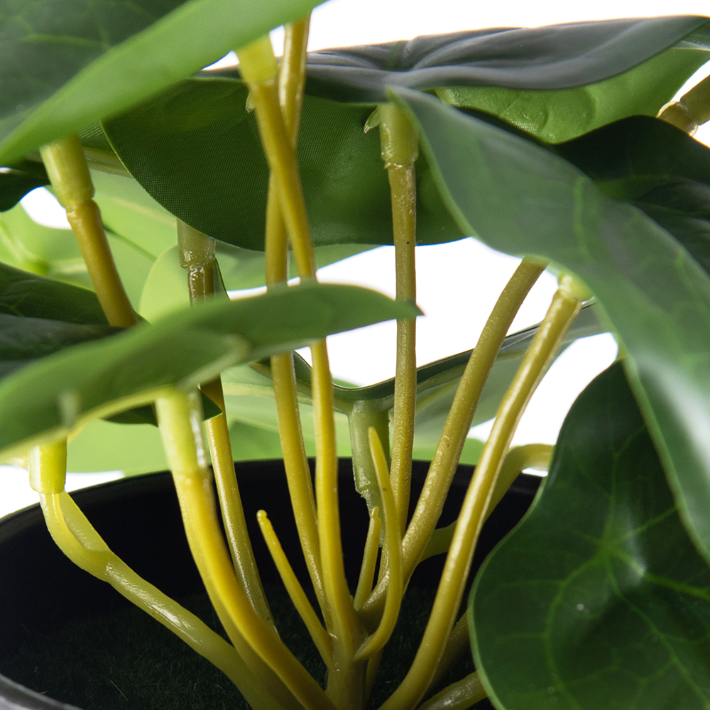 Potted Golden Pothos (H23cm) - Image 3