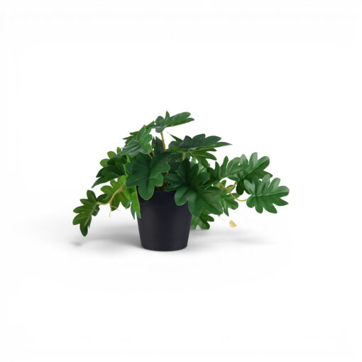 Potted Philodendron (H21cm)
