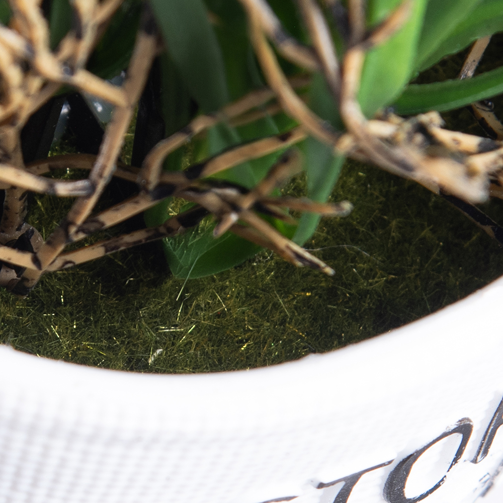 Potted Spring Grass (H30cm) - Image 8