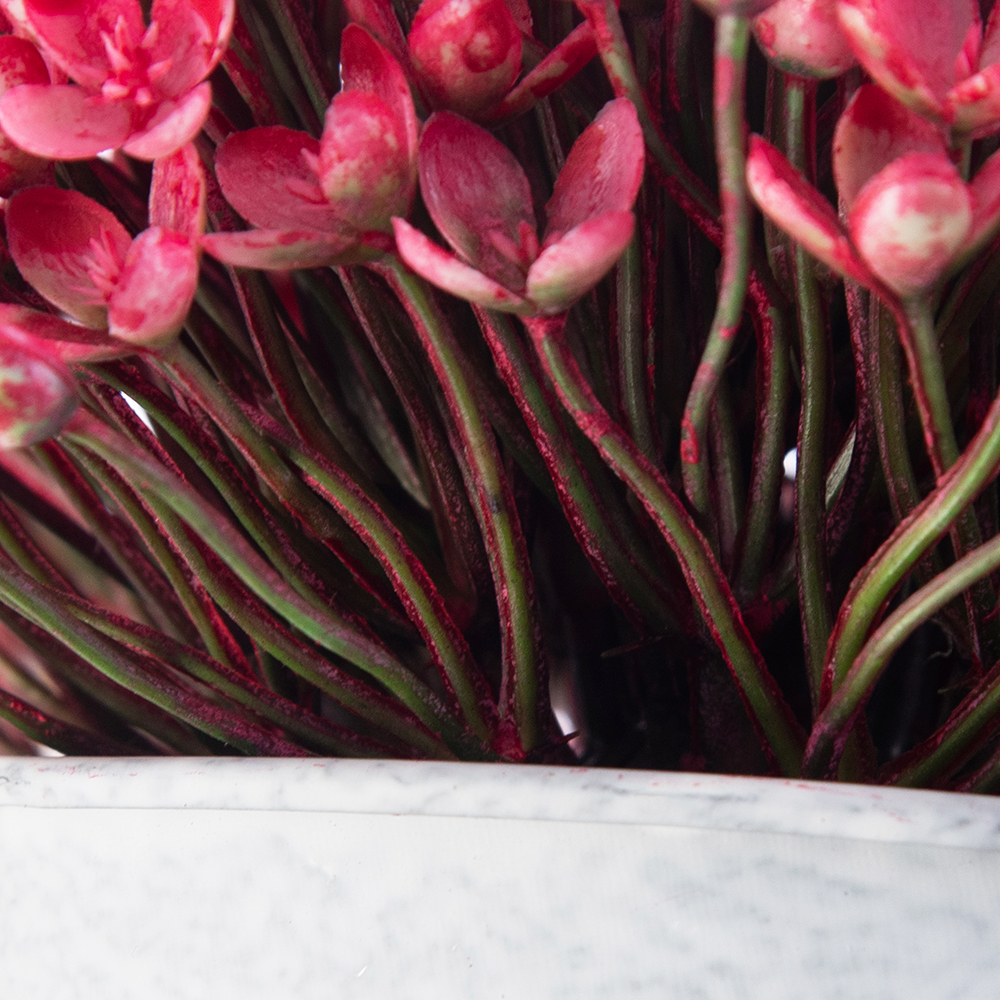 Potted Kalanchoe Flower (H18cm) - Image 4