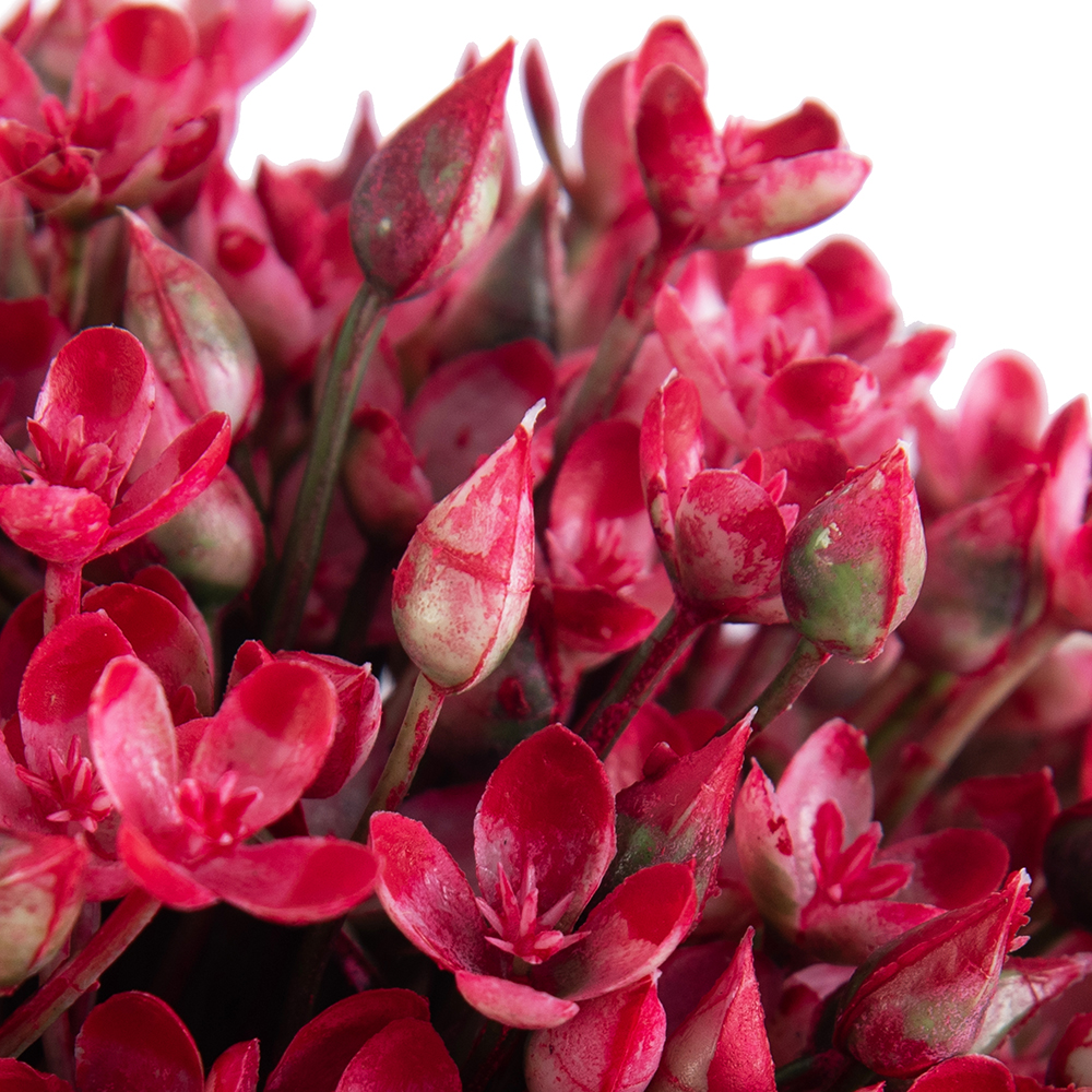 Potted Kalanchoe Flower (H18cm) - Image 2