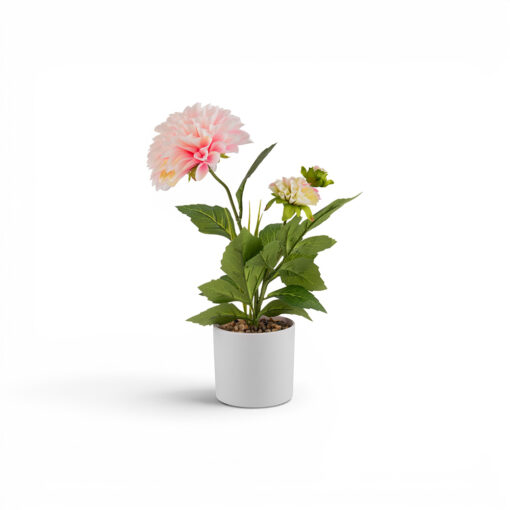 Potted Dahlias (H36cm)