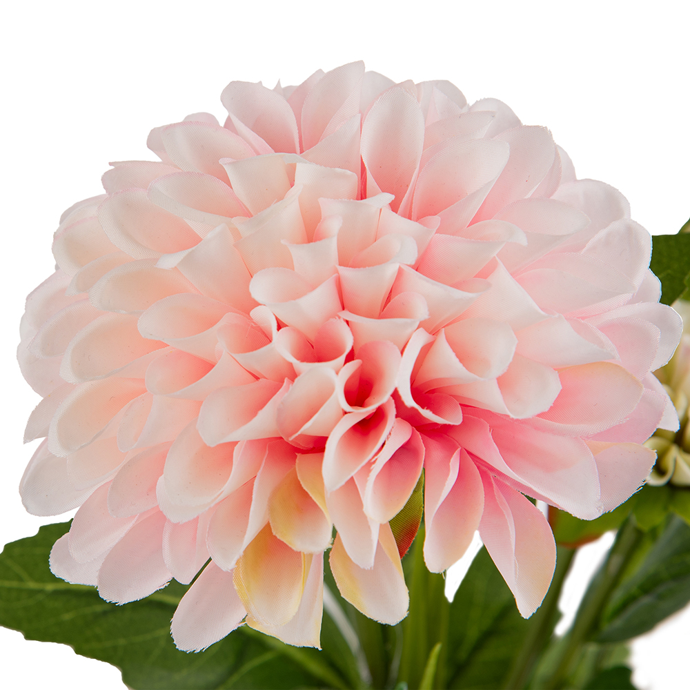 Potted Dahlias (H36cm) - Image 2