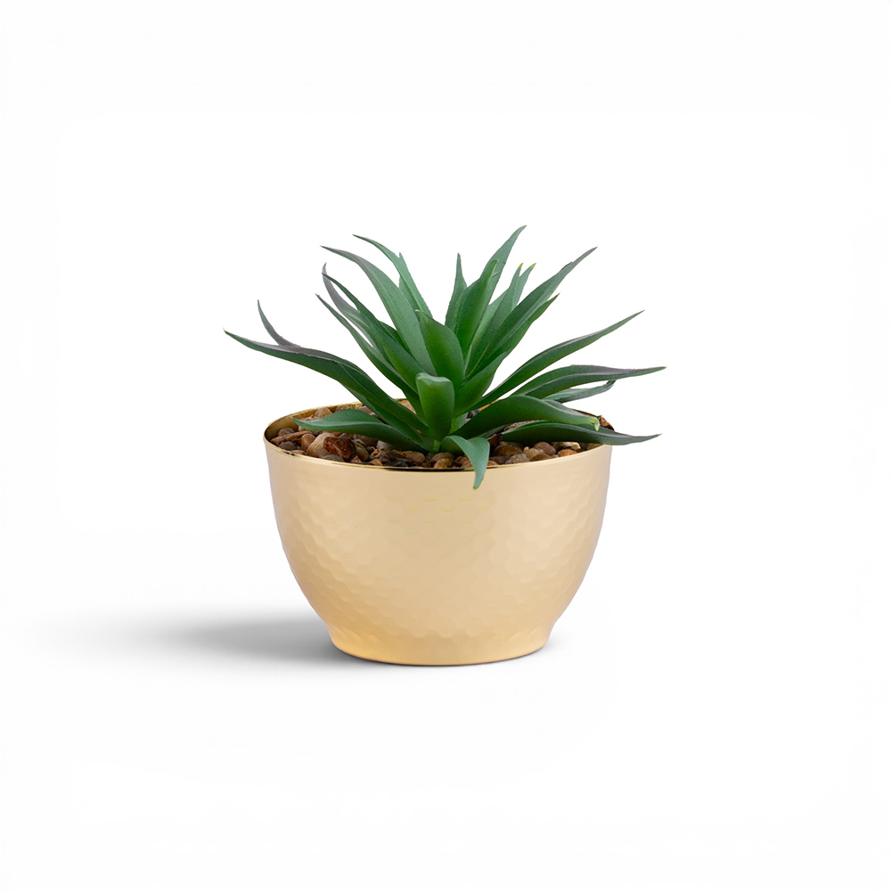 Potted Sword Grass (H11.5cm)