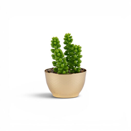 Potted Wheat Spike (H12cm)