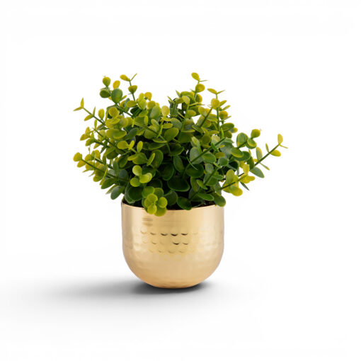 Potted Eucalyptus (H15cm)