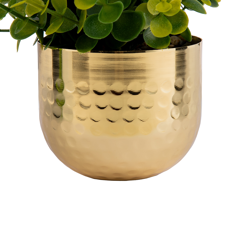 Potted Eucalyptus (H15cm) - Image 4