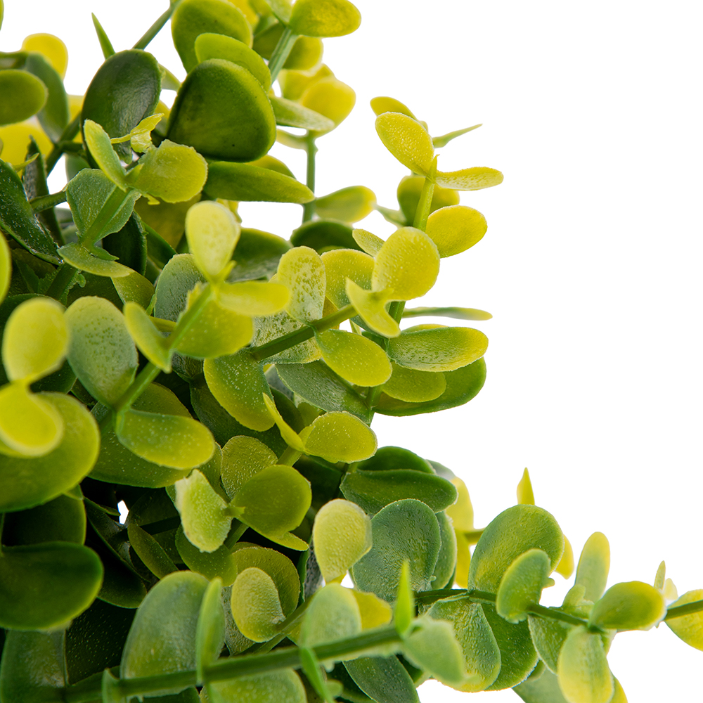 Potted Eucalyptus (H15cm) - Image 2