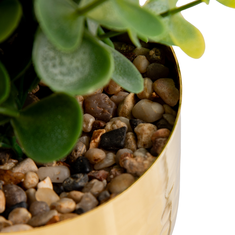 Potted Eucalyptus (H15cm) - Image 3
