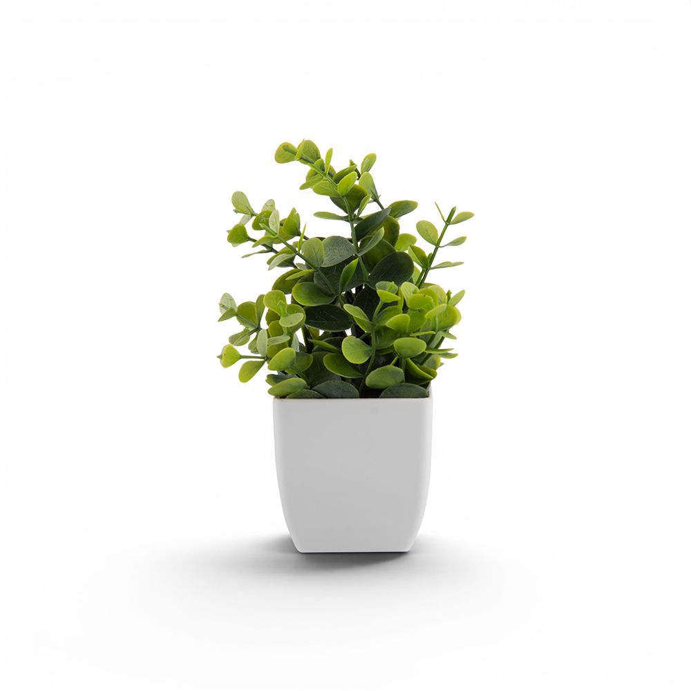 Potted Eucalyptus (H18cm)