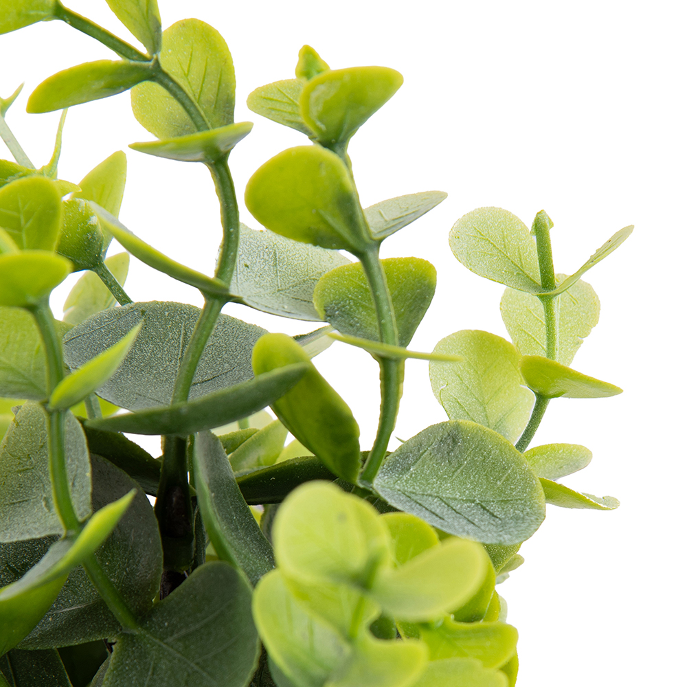 Potted Eucalyptus (H18cm) - Image 2
