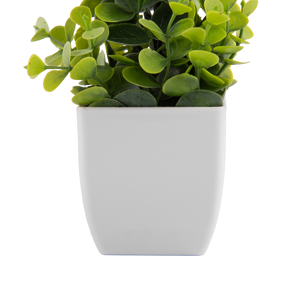 Potted Eucalyptus (H18cm) - Image 3