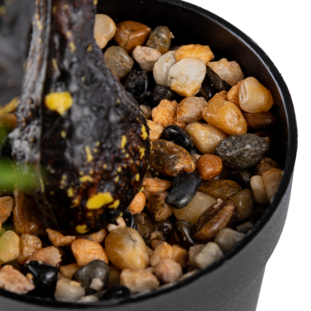 Potted Pine Tree (H25cm) - Image 4